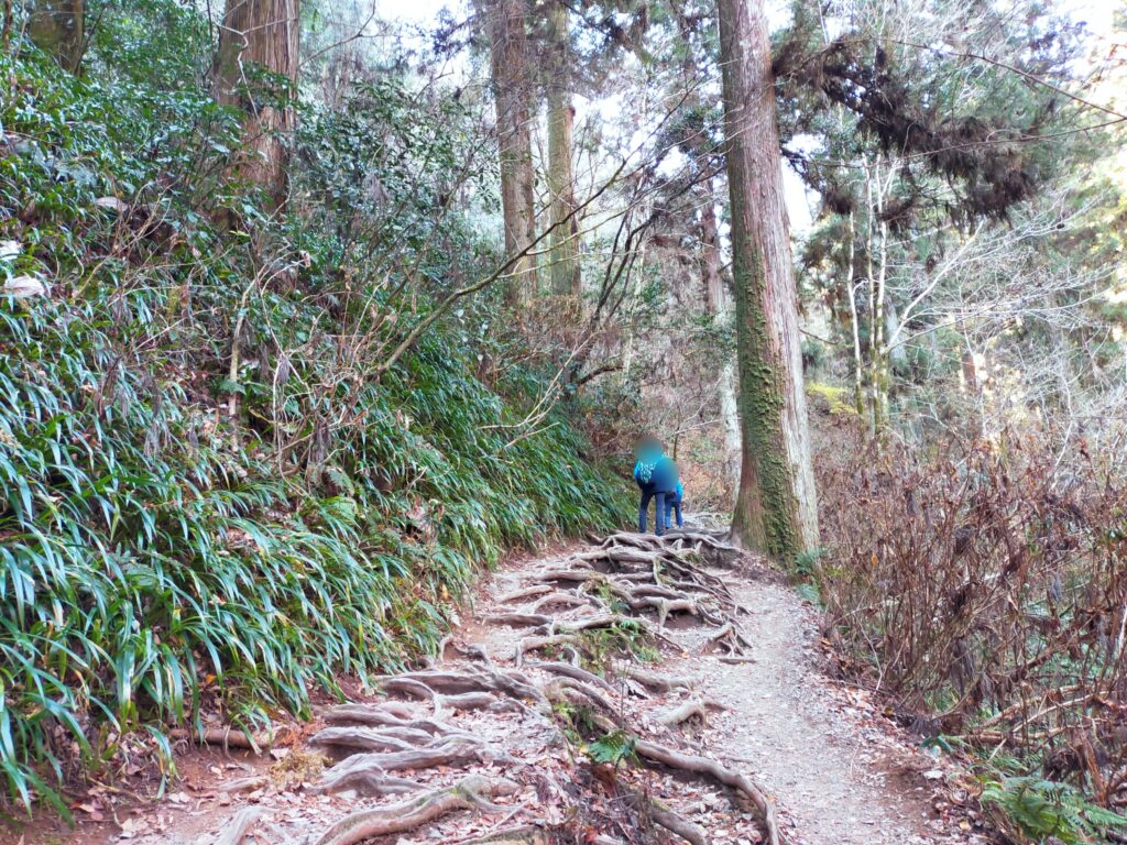 高尾山6号路　子供が登山する写真