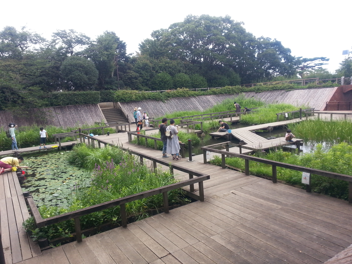 多摩川台公園 水生植物園
