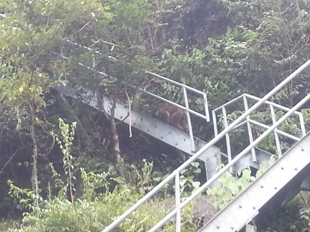 あいかわ公園 サル