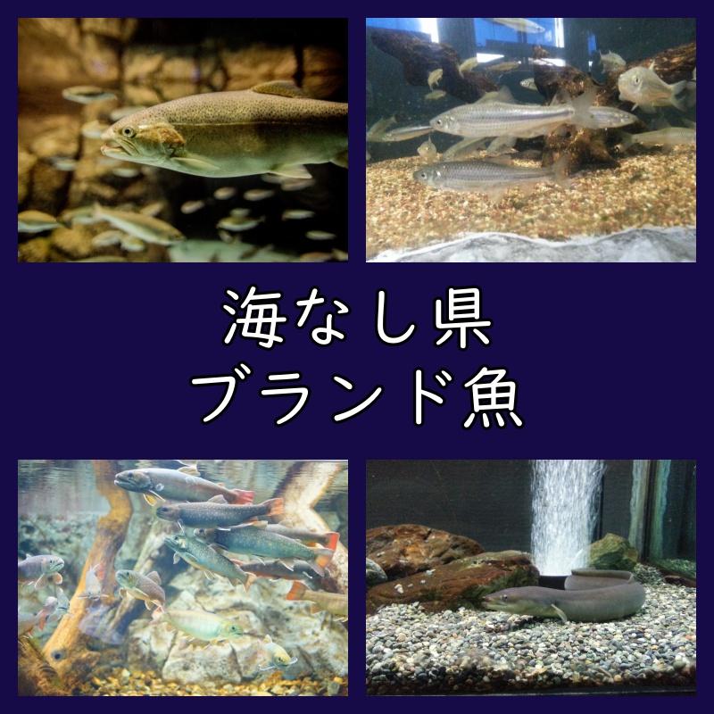 海なし県（内陸県）のブランド魚