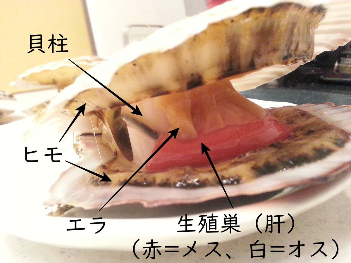 ホタテの捌き方（下処理方法）