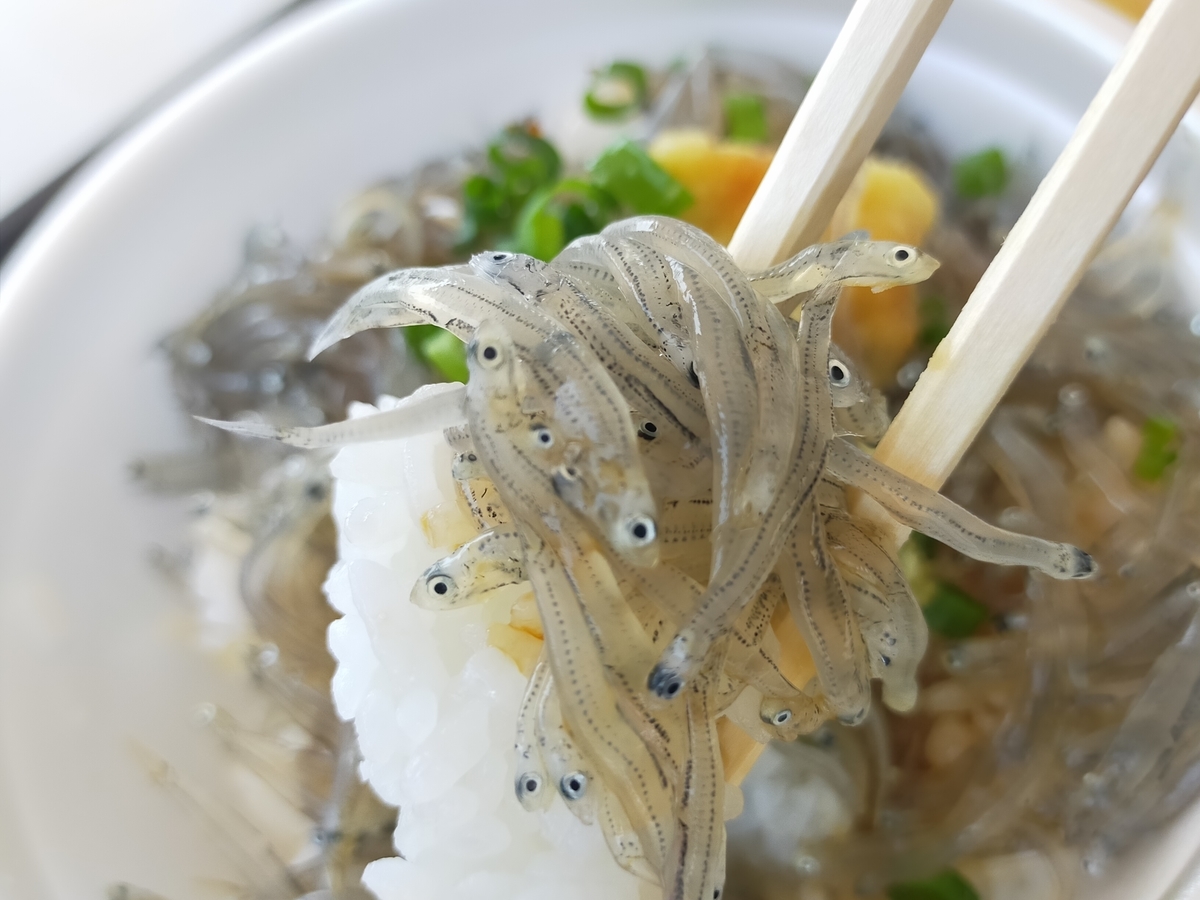 静岡県は用宗漁港で頂く生シラス丼（どんぶりハウス）