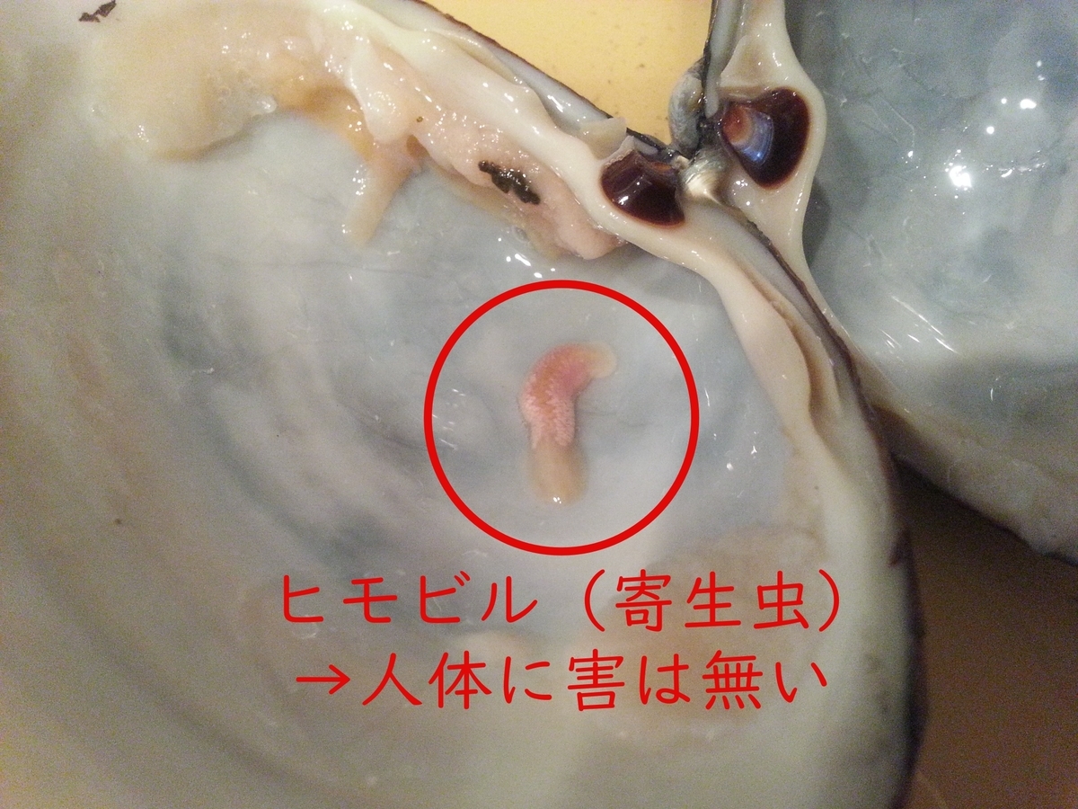 ホッキ貝の寄生虫「ヒモビル」