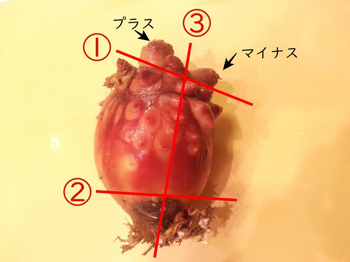 初心者向けホヤの捌き方