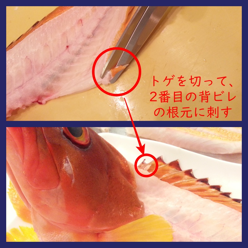 魚の背びれの立たせ方