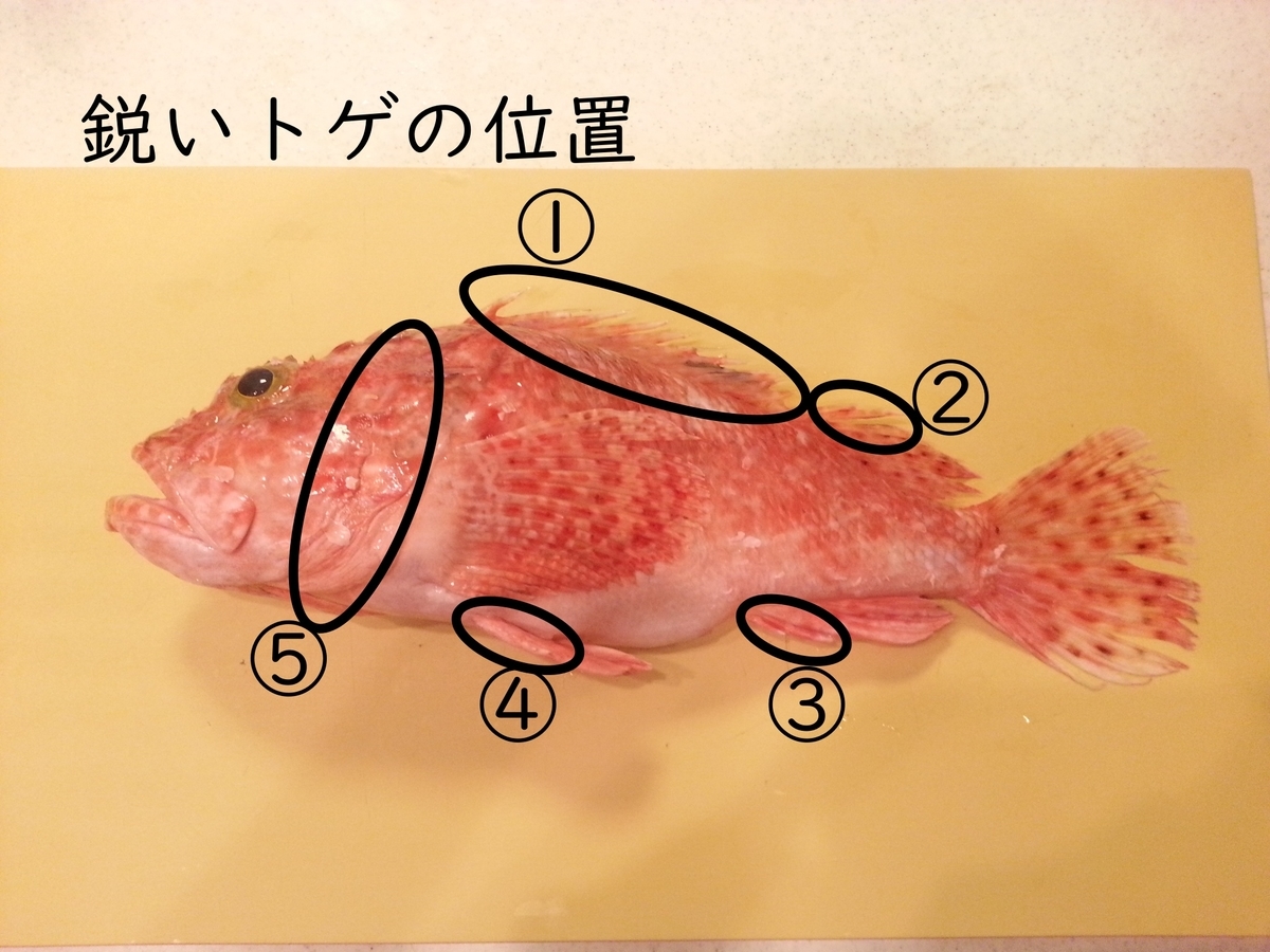 イズカサゴ（オニカサゴ）の毒針（トゲ）の位置