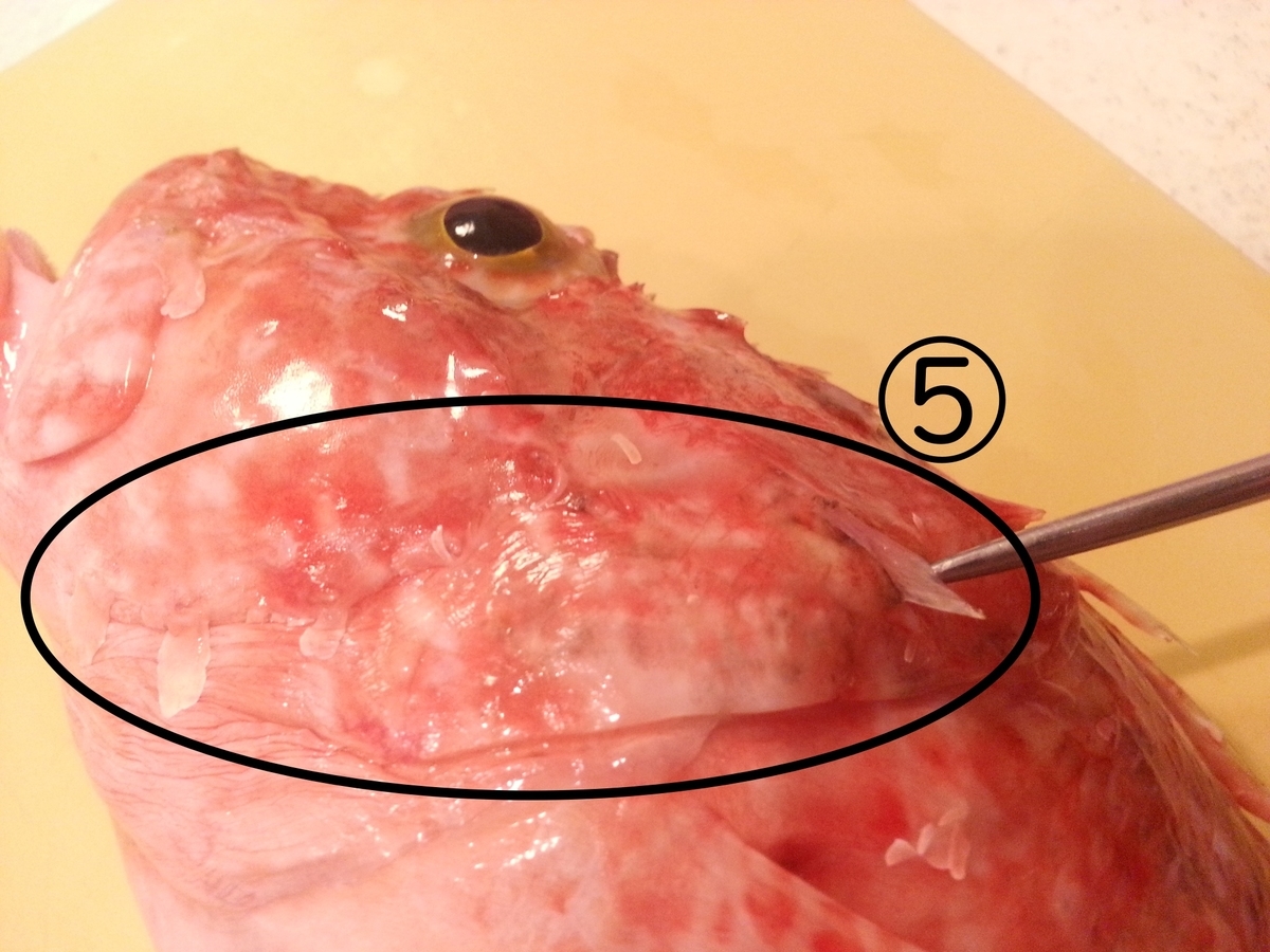 イズカサゴ（オニカサゴ）の毒針（トゲ）の位置