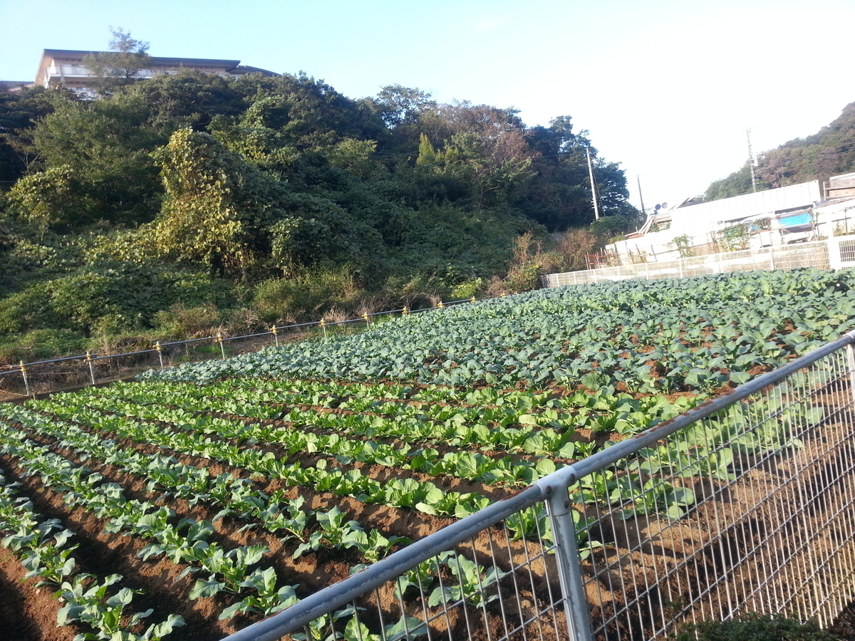 保土ヶ谷 上星川駅 たちばなの丘公園 ウォーキング