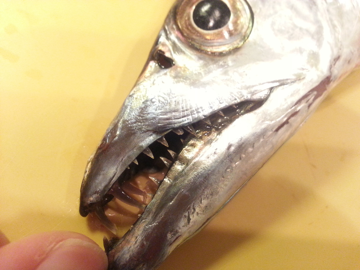 太刀魚の歯は鋭い