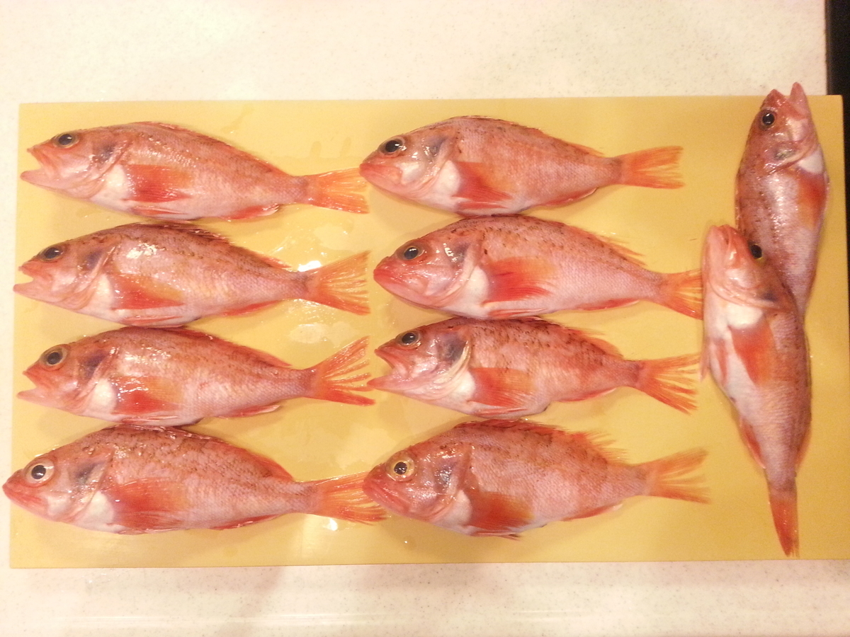 魚市場で購入した茨城産のユメカサゴ